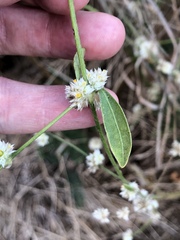 Alternanthera ficoidea