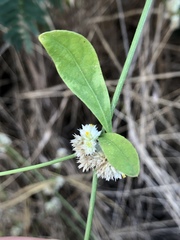 Alternanthera ficoidea
