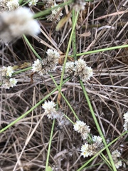 Alternanthera ficoidea