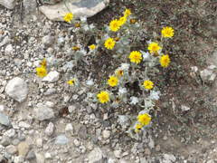 Thymophylla micropoides