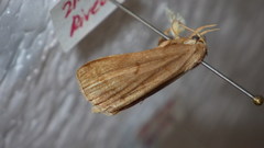 Zanclognatha lunalis