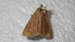 Zanclognatha lunalis