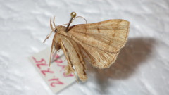Zanclognatha lunalis