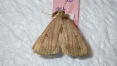 Zanclognatha lunalis