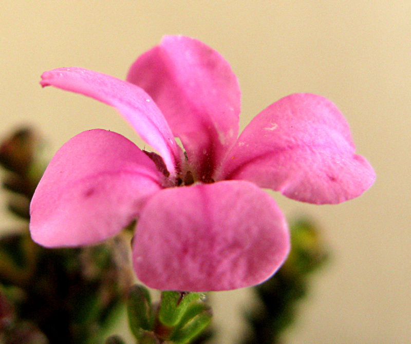 Acmadenia baileyensis (Acmadenia baileyensis)