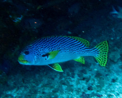 Plectorhinchus lineatus