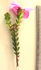 Acmadenia baileyensis