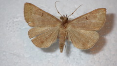 Zanclognatha lunalis