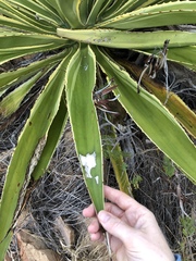 Furcraea selloana