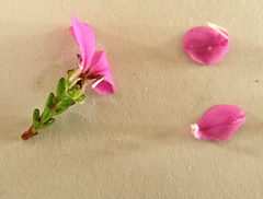 Acmadenia baileyensis