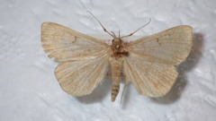 Zanclognatha lunalis