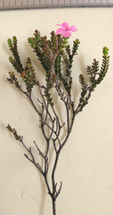 Acmadenia baileyensis
