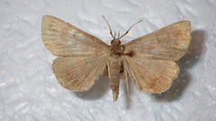 Zanclognatha lunalis