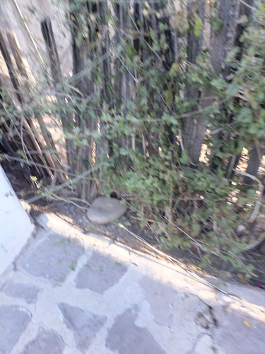 Image of Bebbia atriplicifolia by no rights reserved