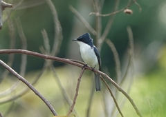 Myiagra galeata galeata