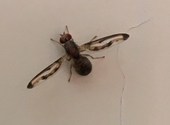 Toxonevra muliebris
