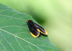 Ophthalmis cincta