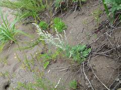 Artemisia koidzumii