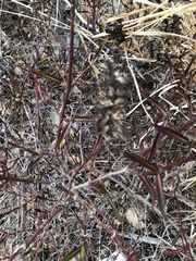 Barleria lupulina