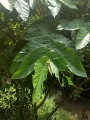 Ficus semicordata
