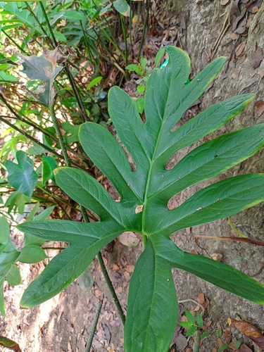 Image of Lasia spinosa by (c) HM Emon, some rights reserved (CC BY)