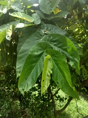 Ficus semicordata