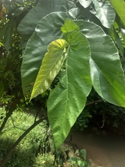 Ficus semicordata