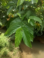 Ficus semicordata