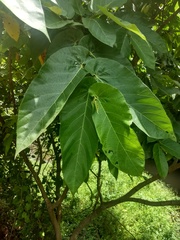 Ficus semicordata