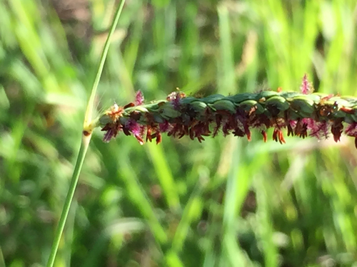 Paspalum plicatulum