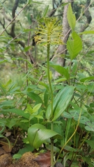 Malaxis brachyrrhynchos