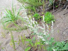 Artemisia koidzumii