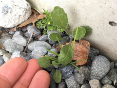 Senecio glomeratus