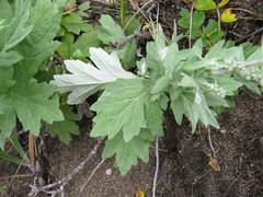 Artemisia koidzumii