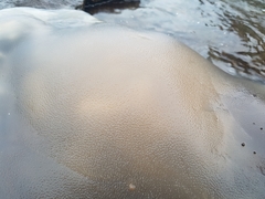 Rhizostomatidae