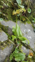 Malaxis brachyrrhynchos