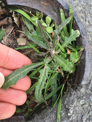 Senecio glomeratus