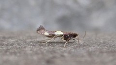 Caloptilia bimaculatella
