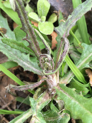 Senecio glomeratus