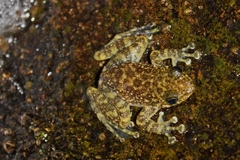 Amolops hongkongensis