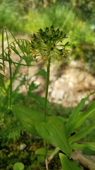 Malaxis brachyrrhynchos