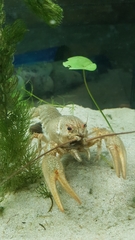 Pontastacus leptodactylus