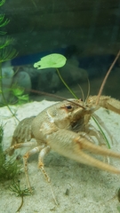 Pontastacus leptodactylus