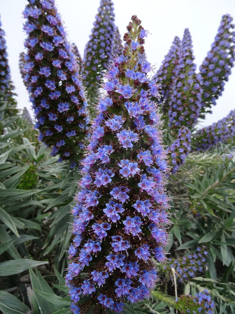 Echium candicans, Comté de Sonoma, Californie, États-Unis
