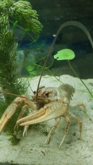 Pontastacus leptodactylus