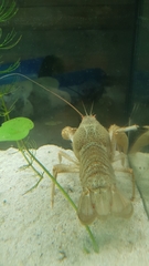 Pontastacus leptodactylus