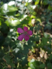 Geranium × oxonianum
