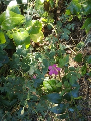 Geranium × oxonianum