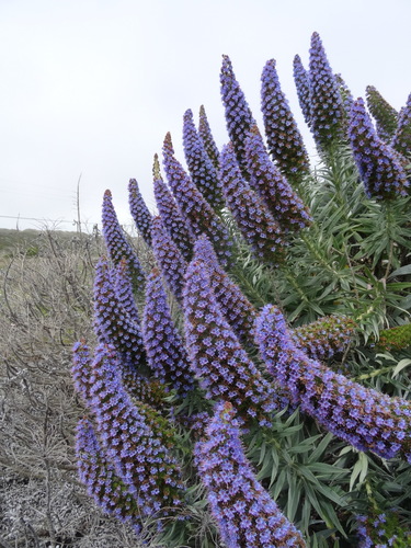 Echium candicans