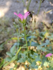 Geranium × oxonianum